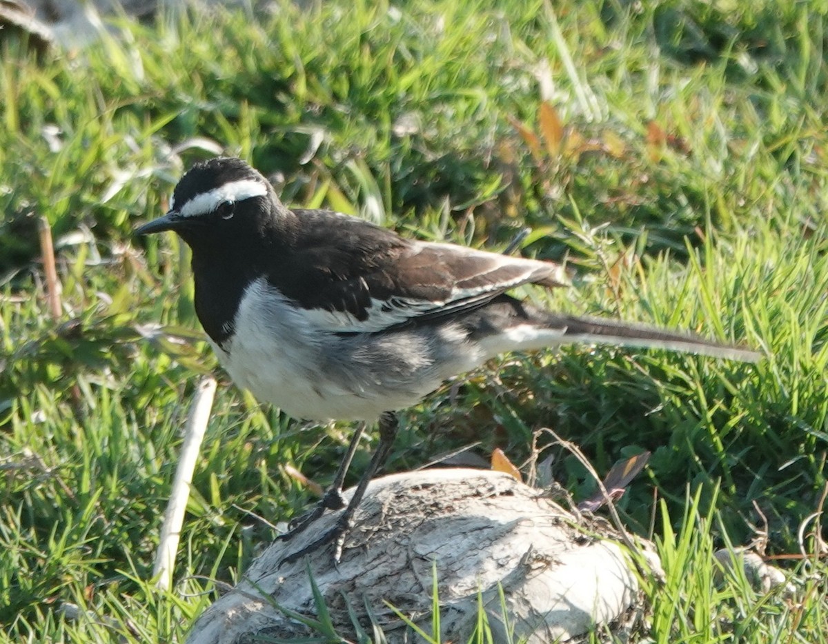White-browed Wagtail - ML614774607