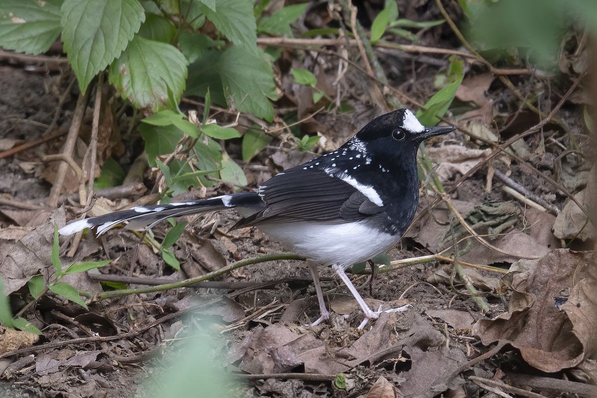 Spotted Forktail - Wei Yan