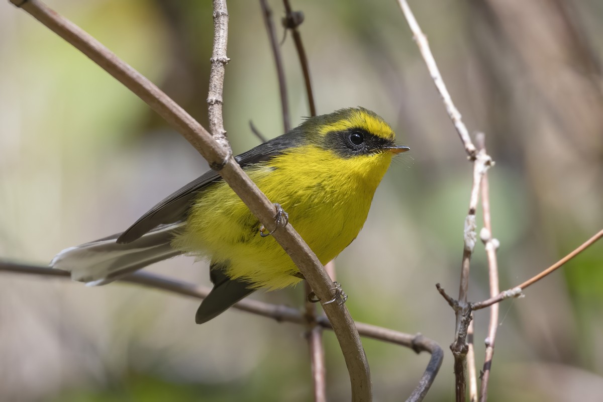 Yellow-bellied Fairy-Fantail - ML614774699
