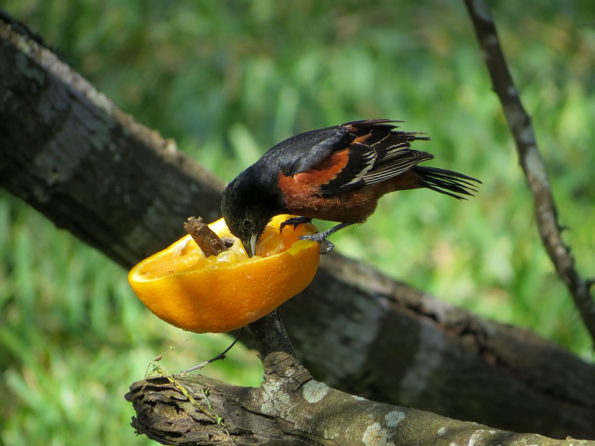 Orchard Oriole - ML614774710