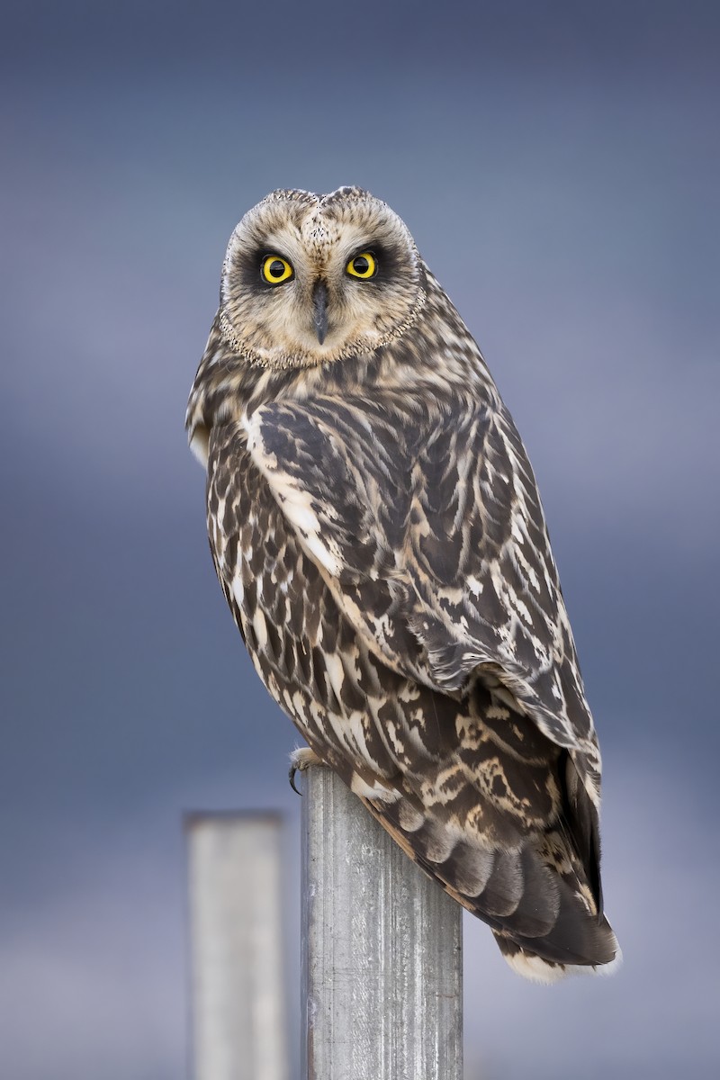 Short-eared Owl - ML614774736