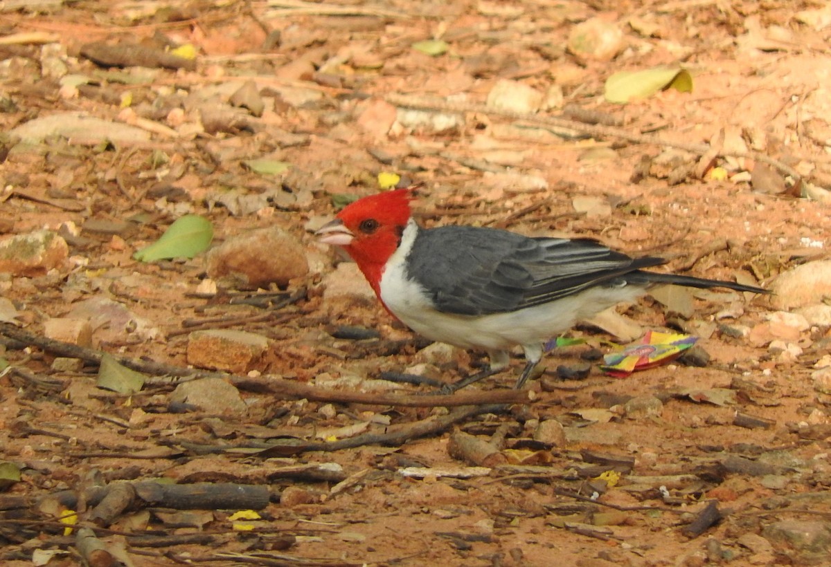 Red-crested Cardinal - ML614774740