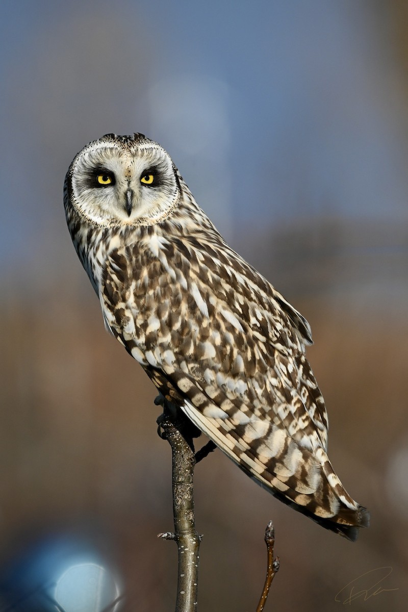 Short-eared Owl - Wei Yan