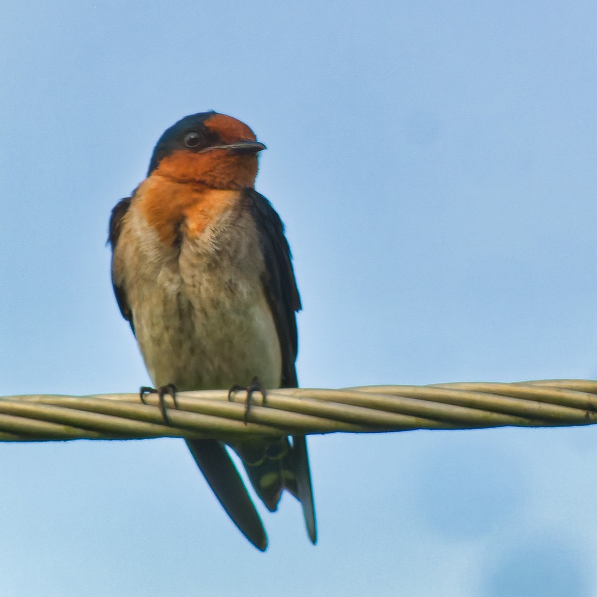 Pacific Swallow - ML614775035