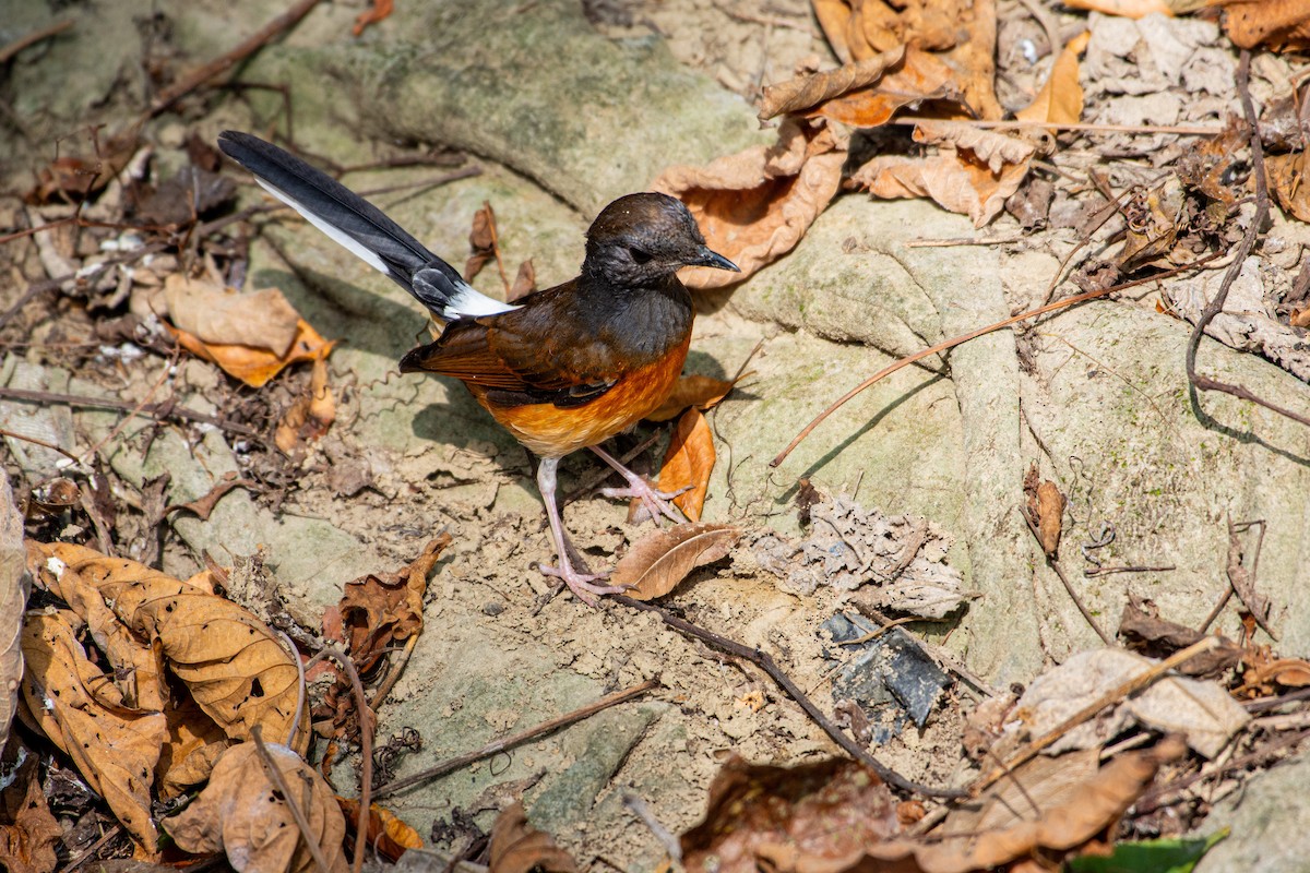 White-rumped Shama - Isolith Huang