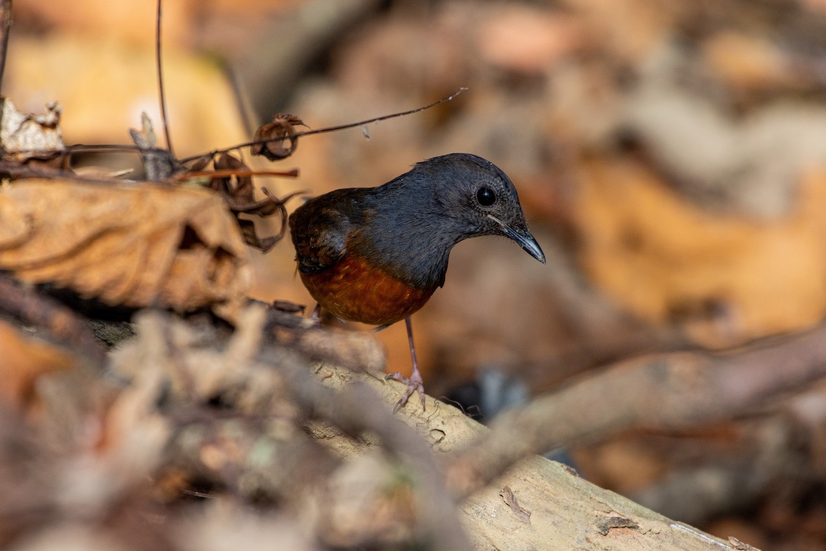 White-rumped Shama - Isolith Huang