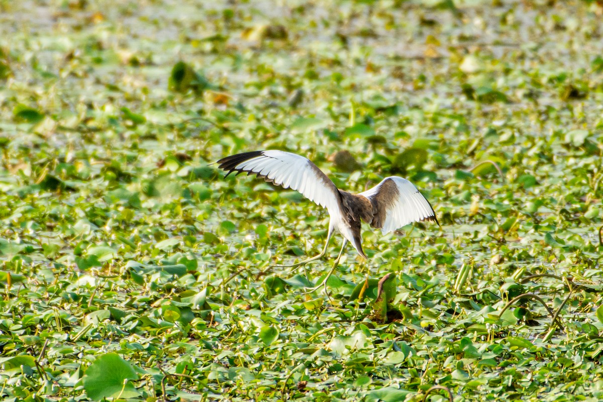 Pheasant-tailed Jacana - Isolith Huang