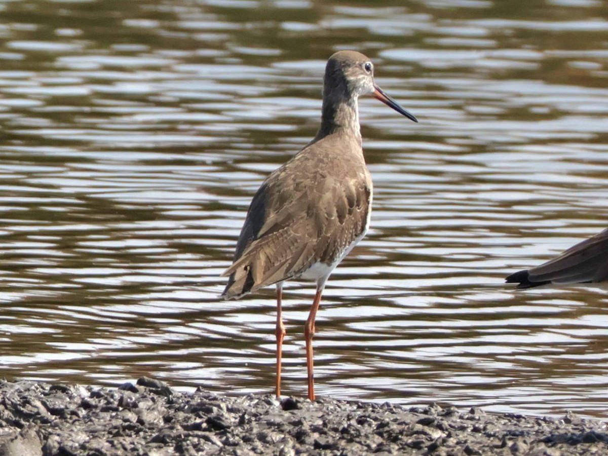 Spotted Redshank - ML614775712