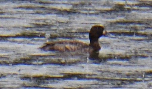 Greater Scaup - ML614775771