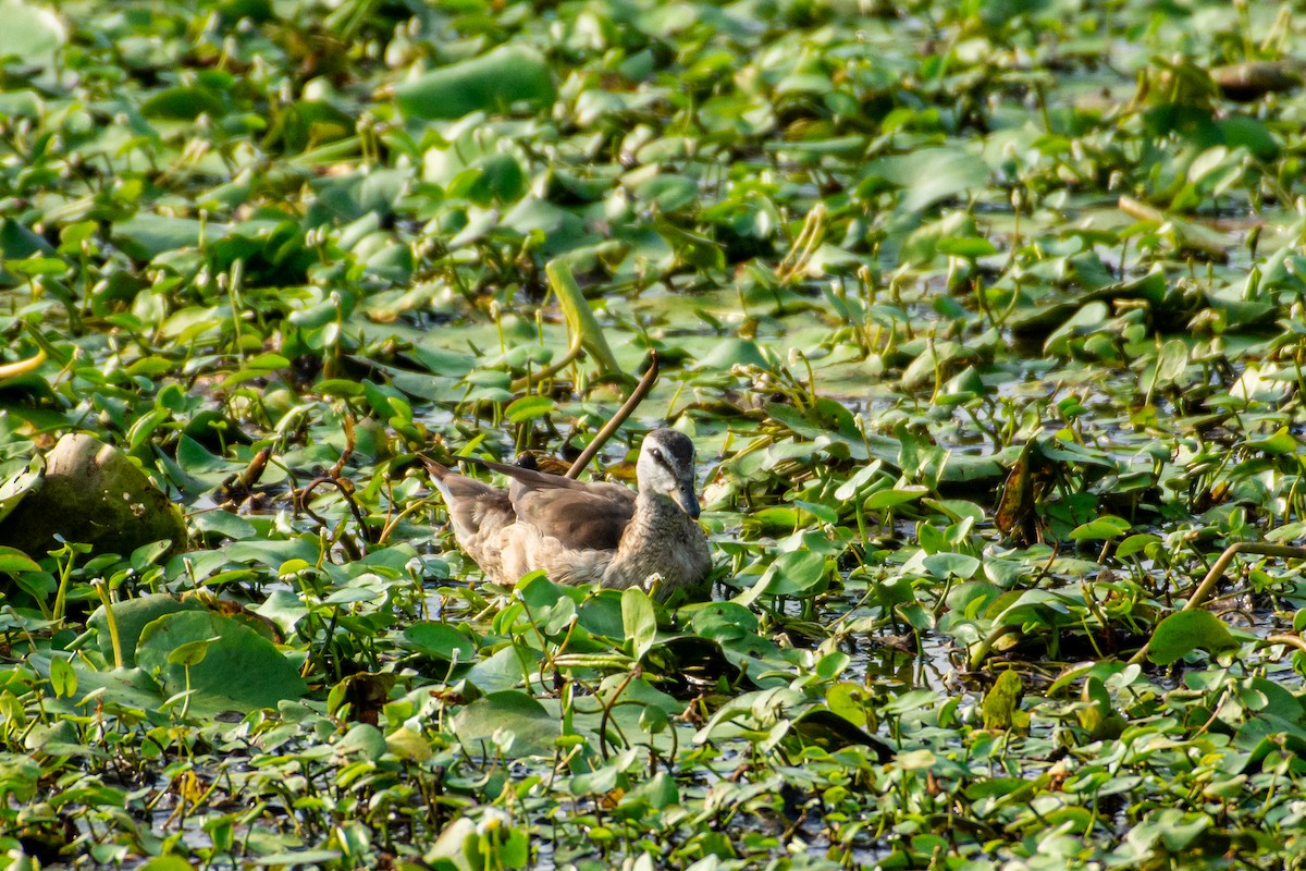 Cotton Pygmy-Goose - Isolith Huang