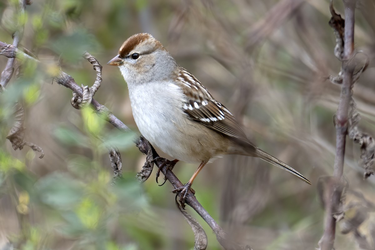 White-crowned Sparrow - ML614775989