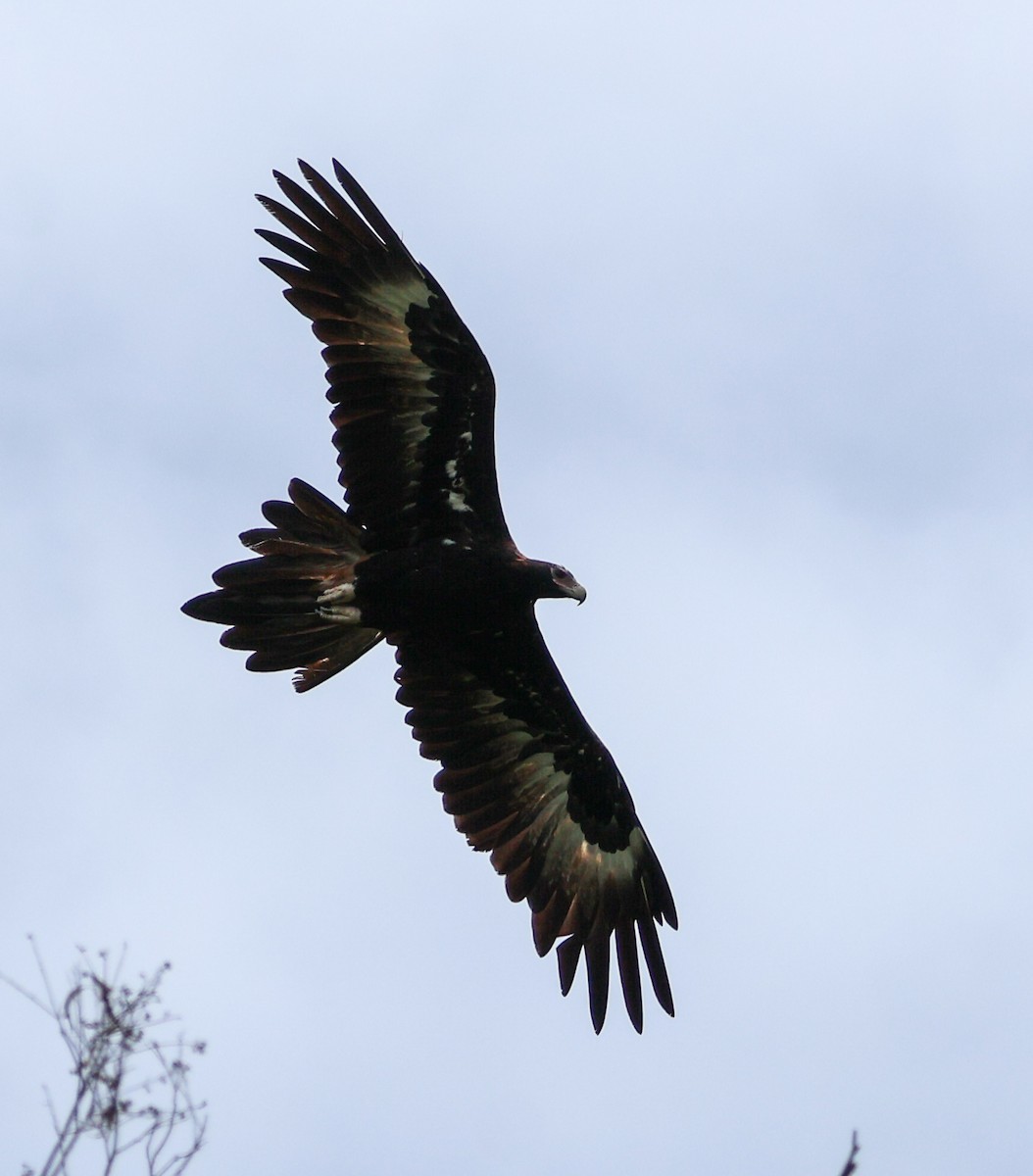 Wedge-tailed Eagle - ML614776106