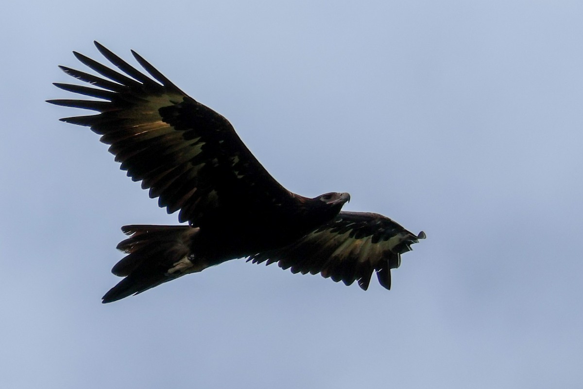 Wedge-tailed Eagle - ML614776108
