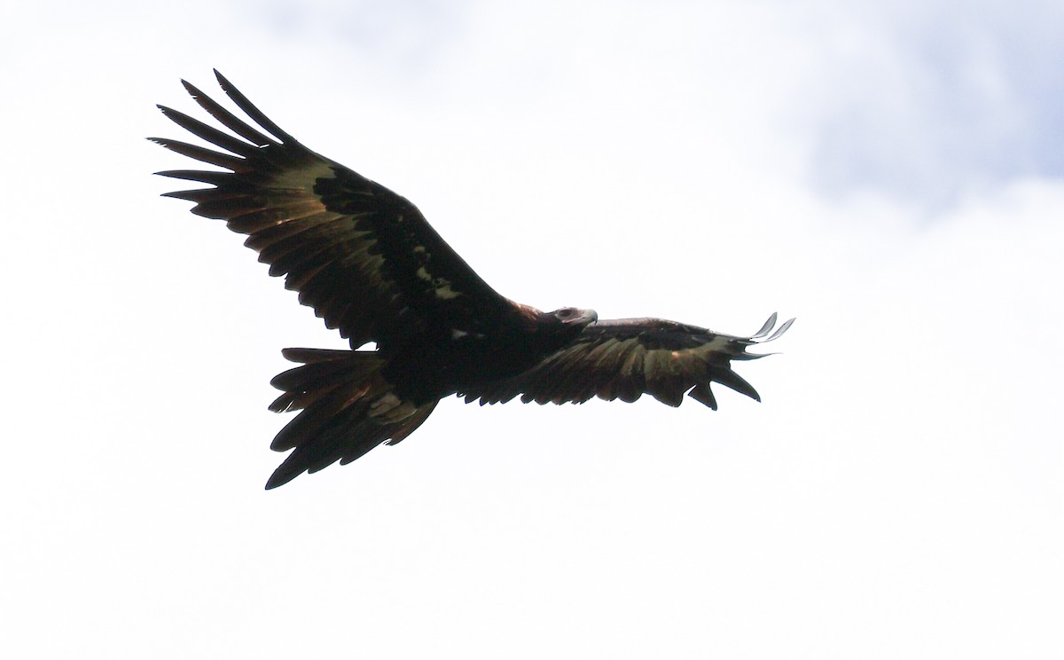 Wedge-tailed Eagle - ML614776109