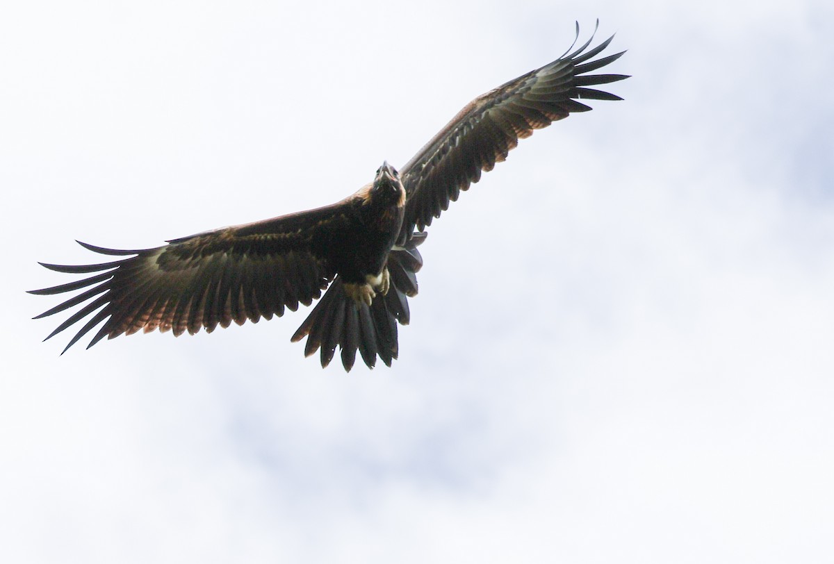 Wedge-tailed Eagle - ML614776110