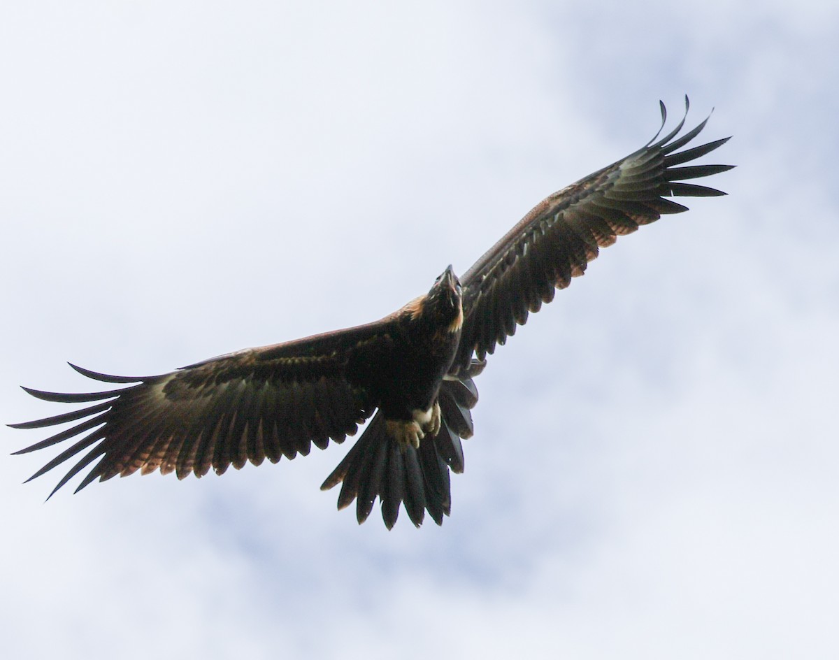 Wedge-tailed Eagle - ML614776112
