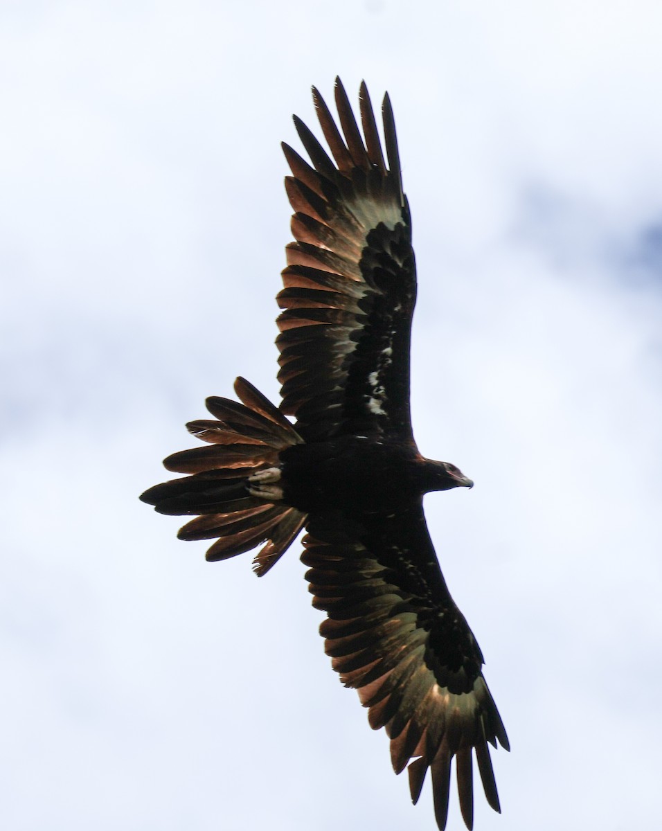 Wedge-tailed Eagle - ML614776113