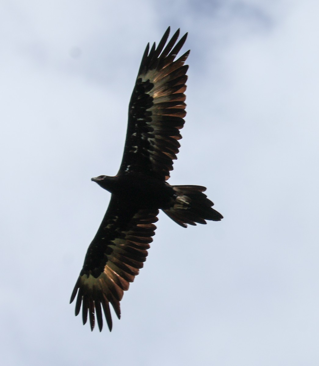 Wedge-tailed Eagle - ML614776114