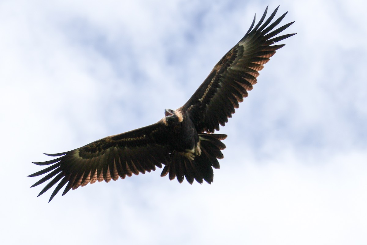 Wedge-tailed Eagle - ML614776116