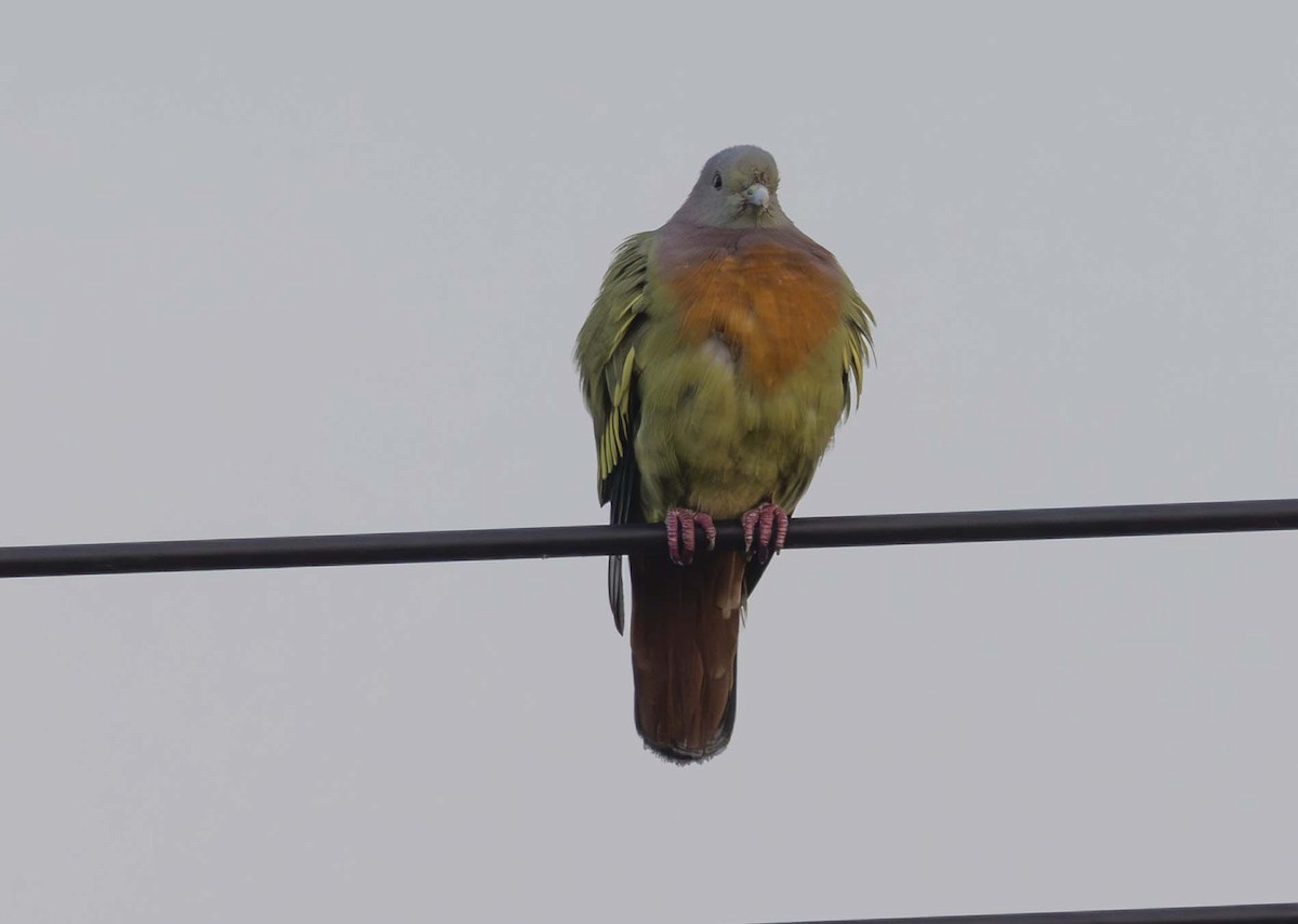 Pink-necked Green-Pigeon - ML614776191