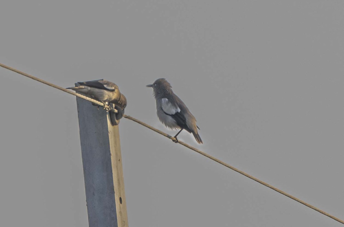 White-shouldered Starling - ML614776223