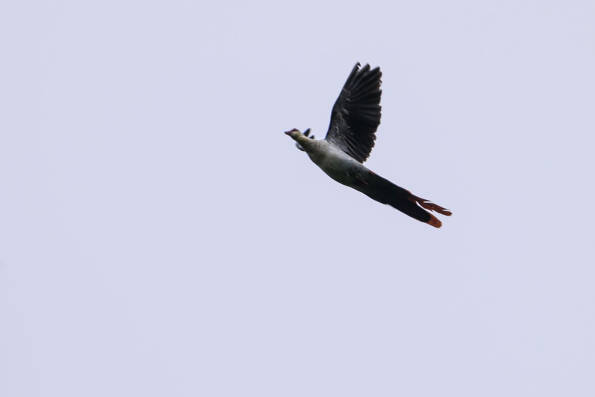 Great Cuckoo-Dove - ML614776371