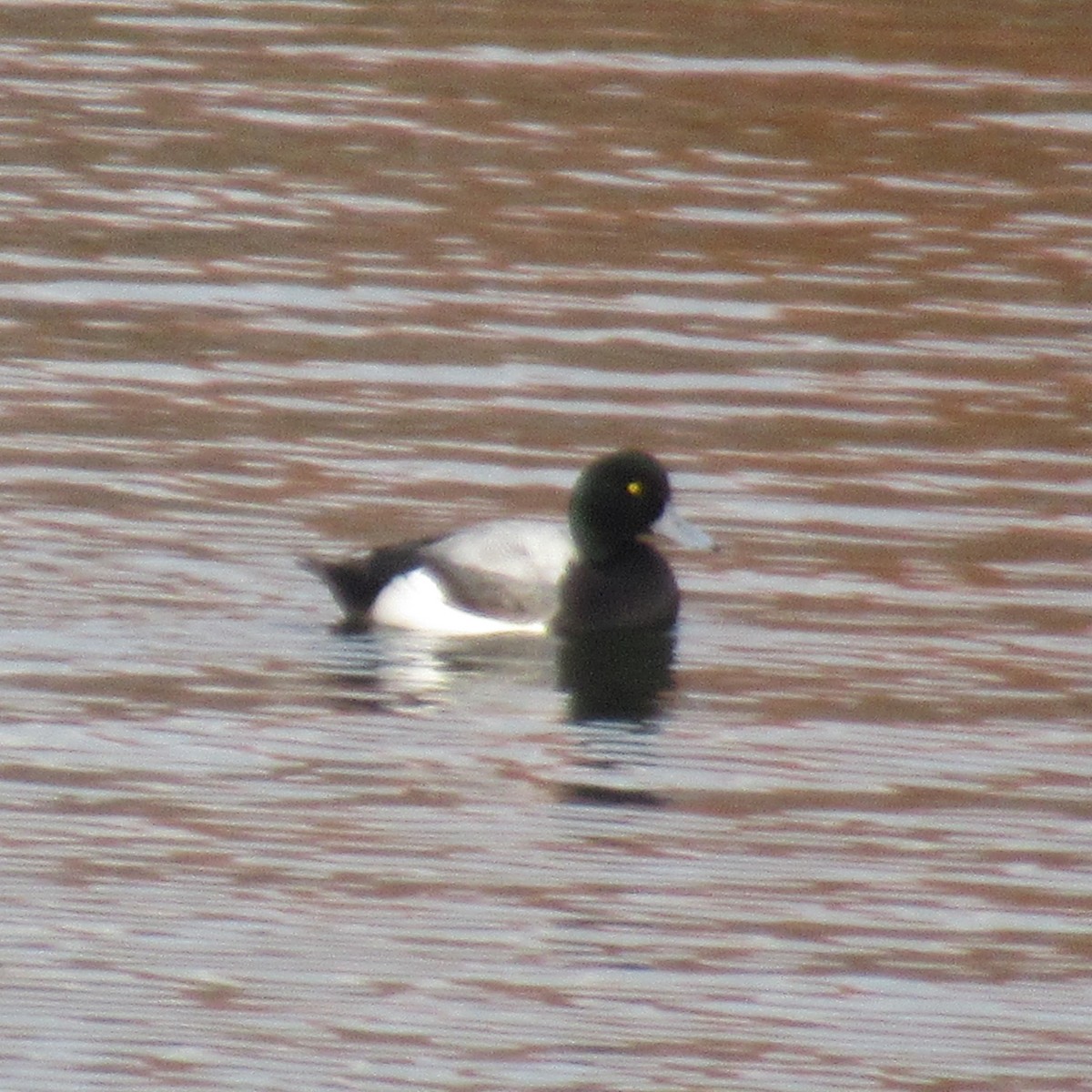 Greater Scaup - ML614776595