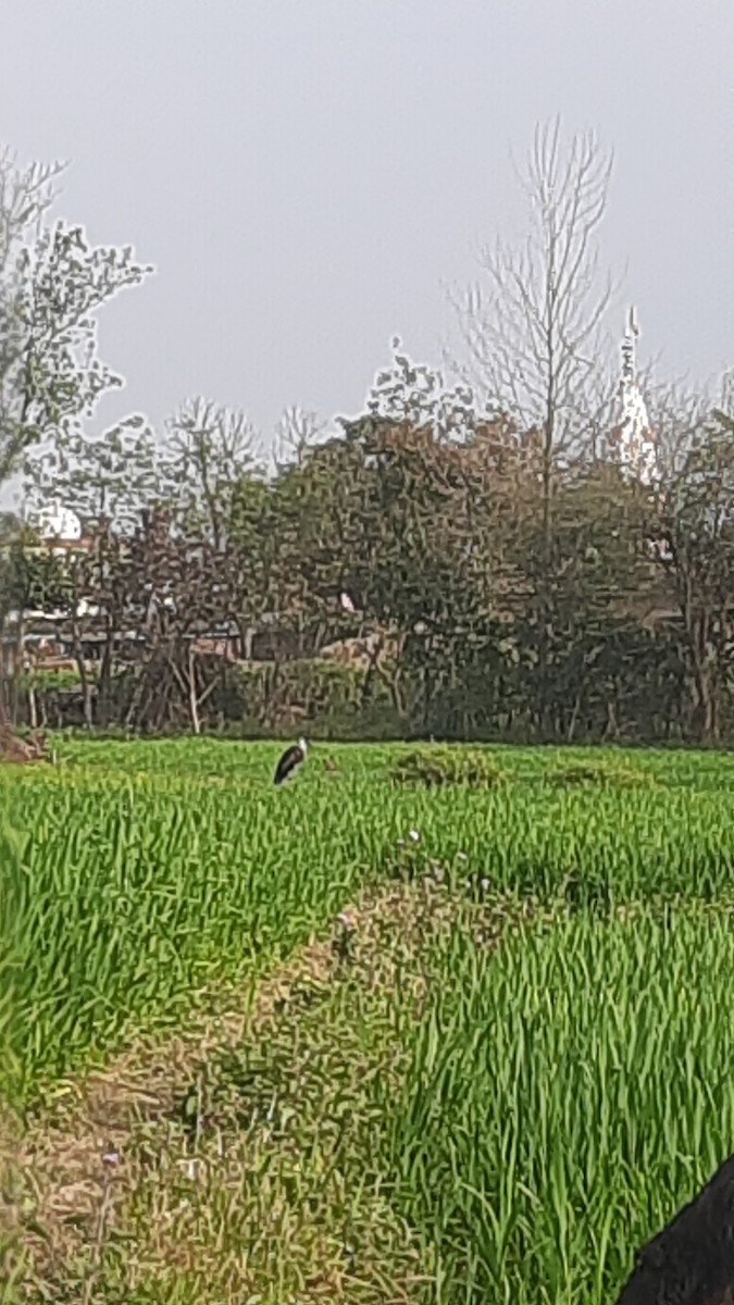 Asian Woolly-necked Stork - Himanshu Chaudhary