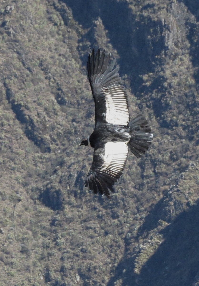 Andean Condor - Gary Prescott