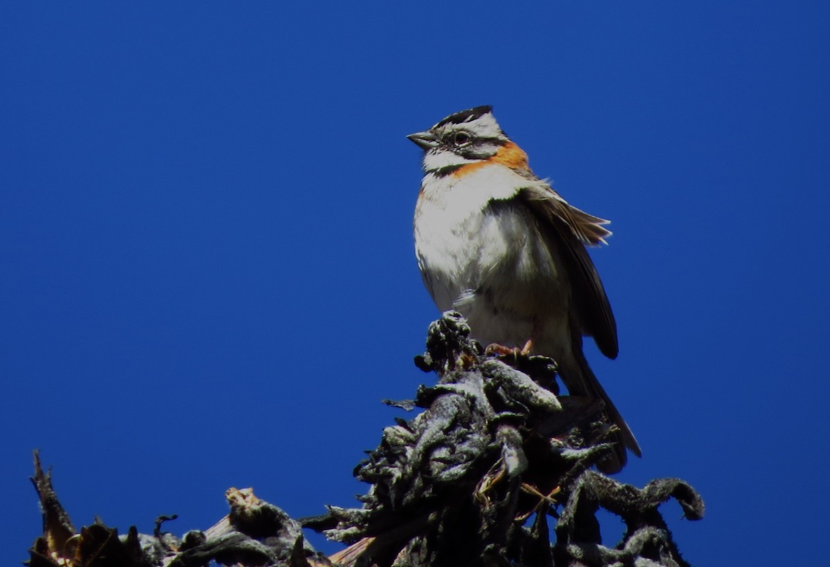 Rufous-collared Sparrow - ML614777028