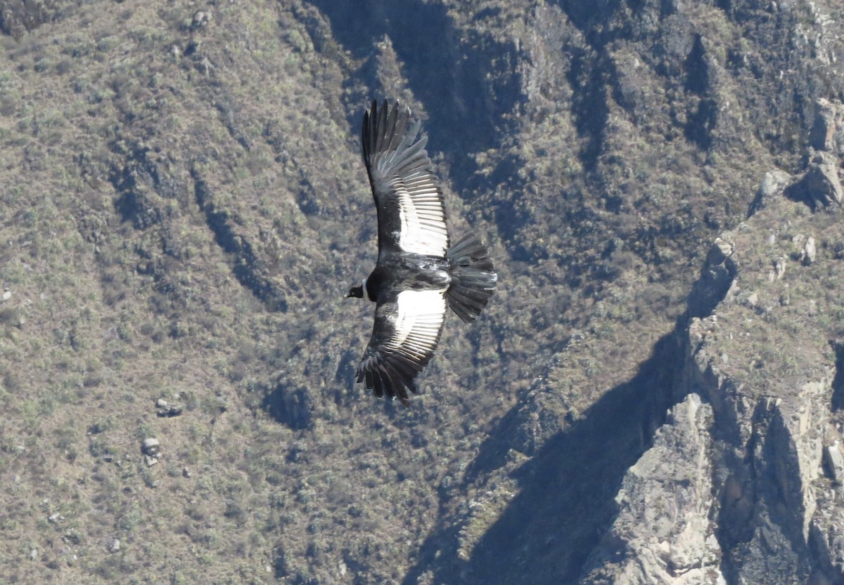 Andean Condor - Gary Prescott