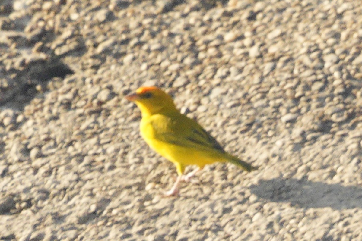 Orange-fronted Yellow-Finch - ML614777257