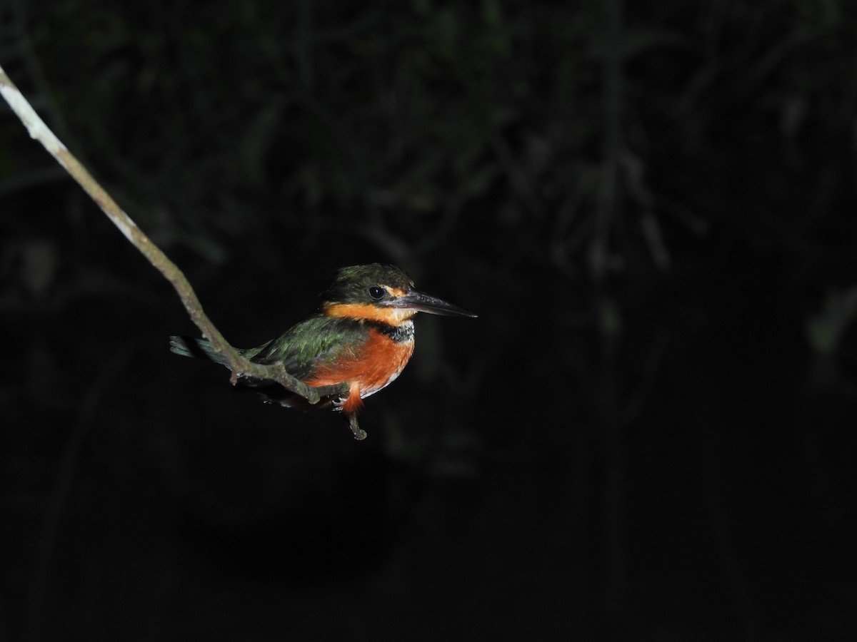 American Pygmy Kingfisher - ML614777506