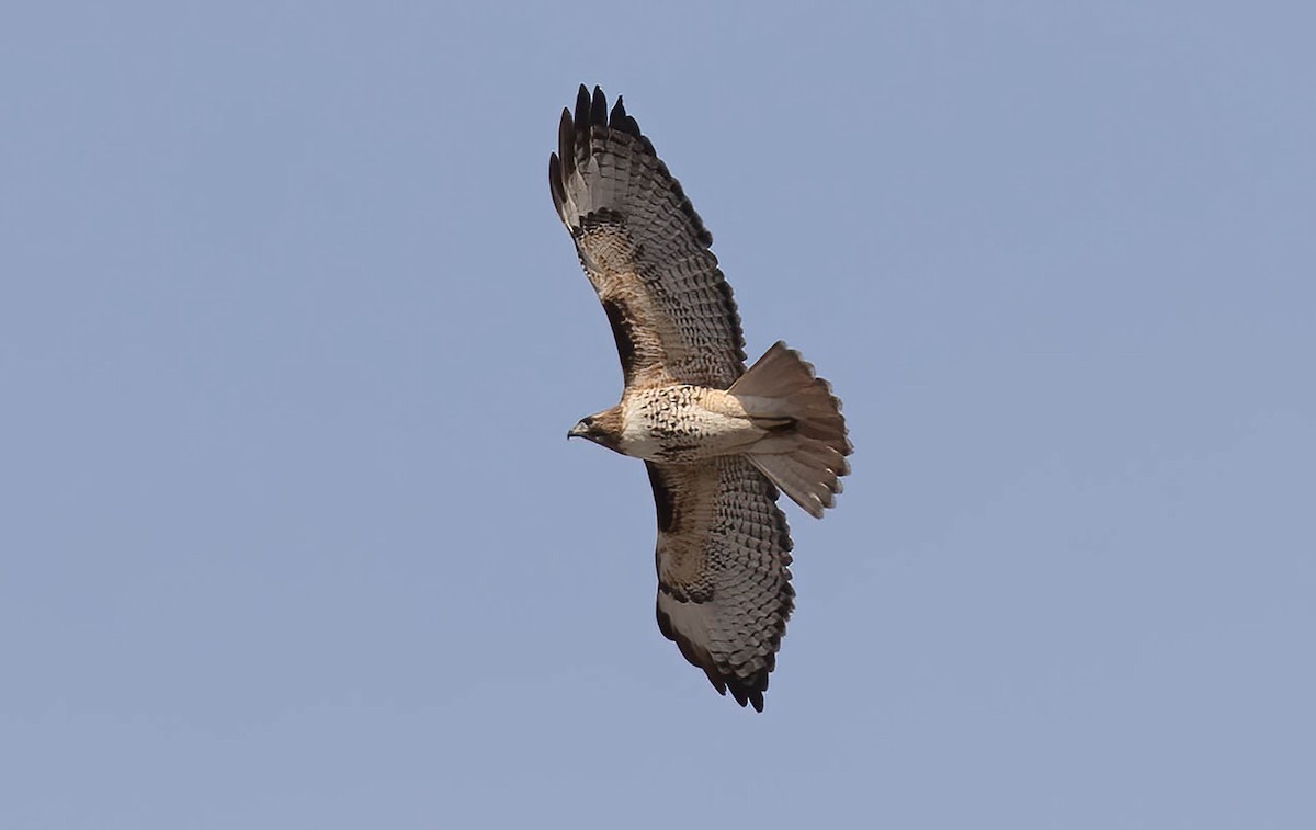 Red-tailed Hawk - Kathleen Keef