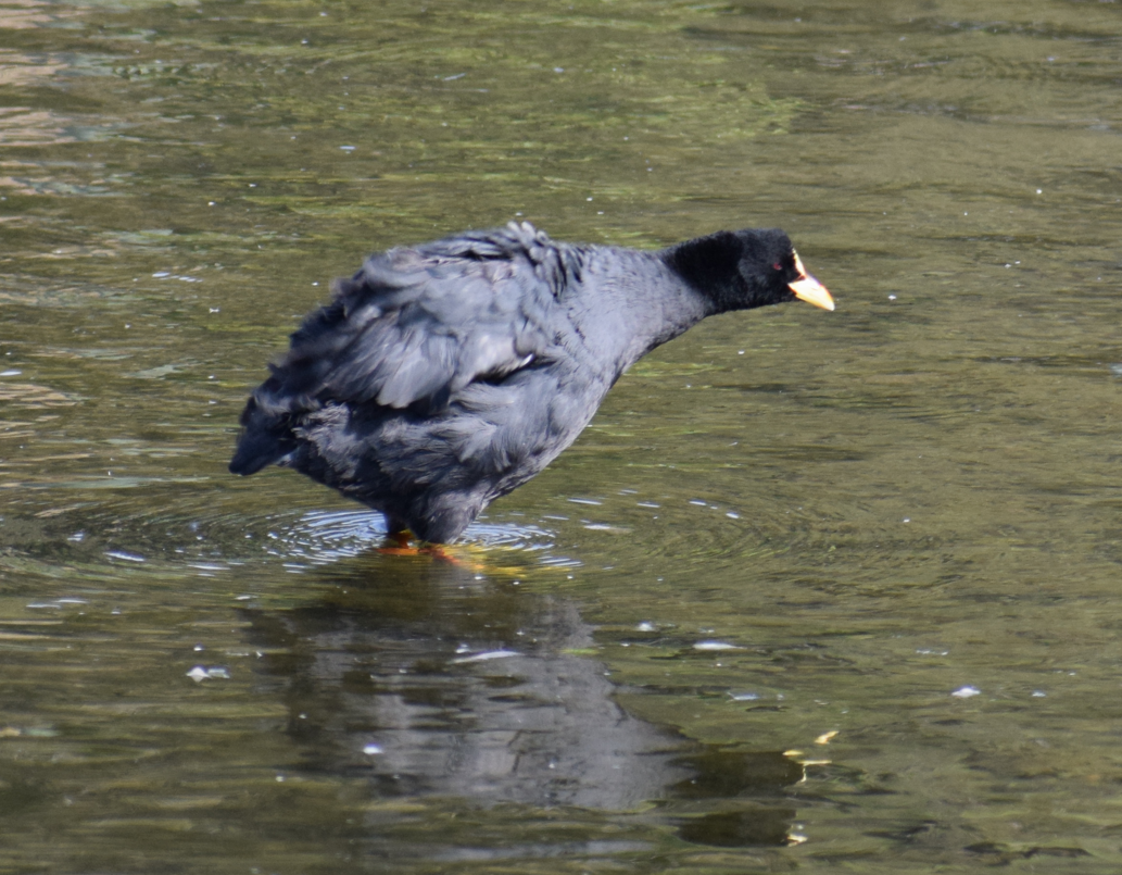 Red-gartered Coot - ML614777601