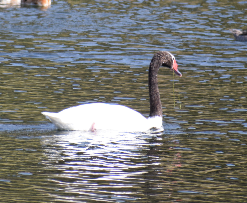 Black-necked Swan - ML614777672