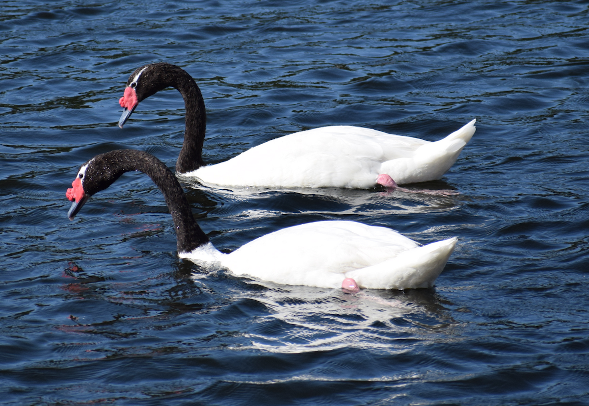 Black-necked Swan - ML614777673