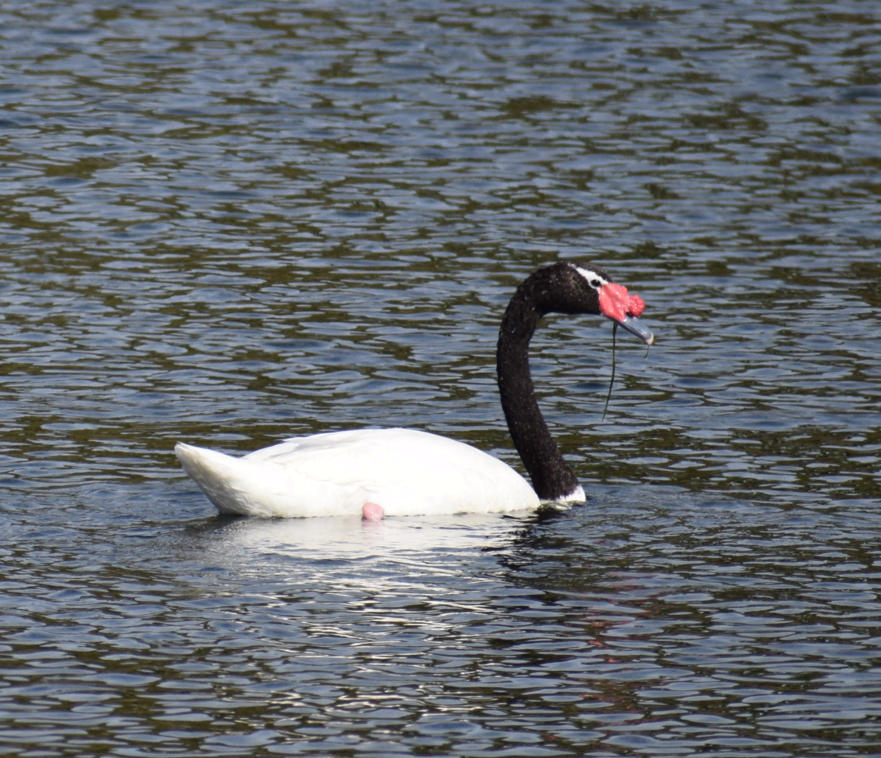 Black-necked Swan - ML614777674