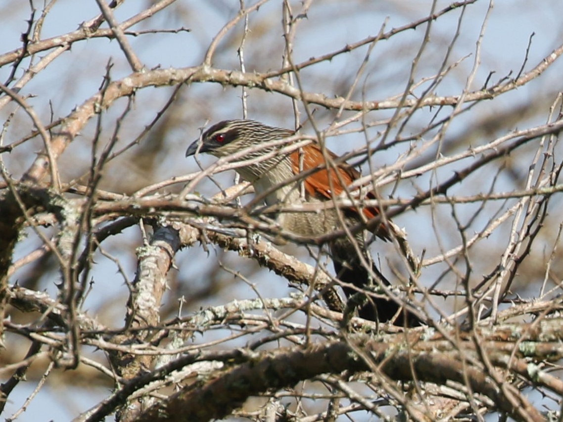 White-browed Coucal - ML614777732