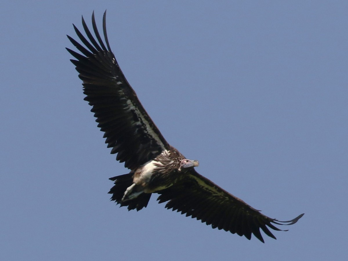 Lappet-faced Vulture - ML614777743