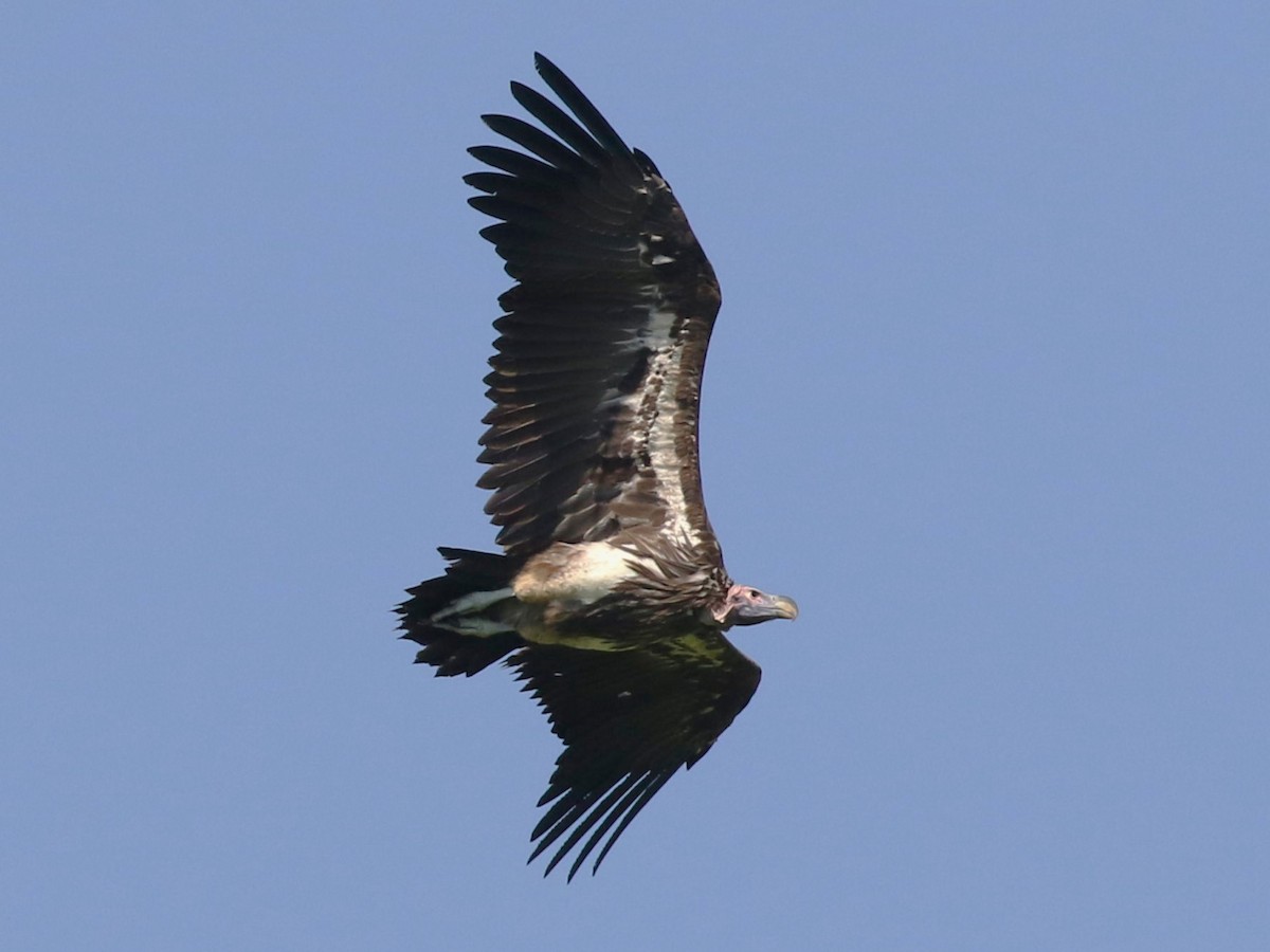 Lappet-faced Vulture - ML614777744