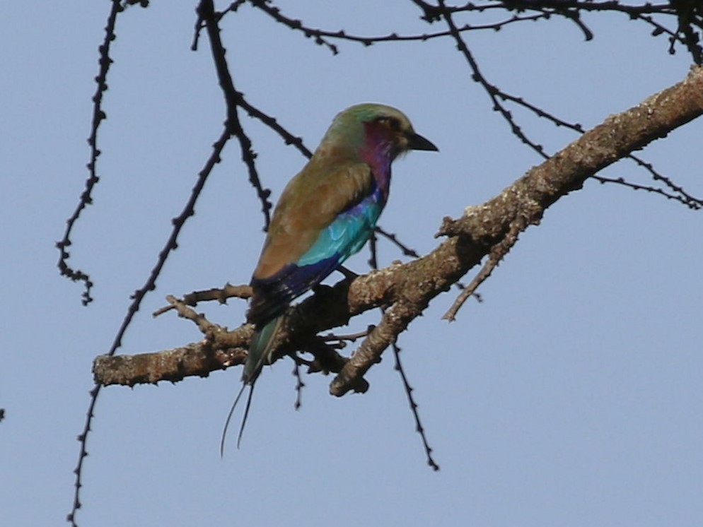 Lilac-breasted Roller - ML614777770