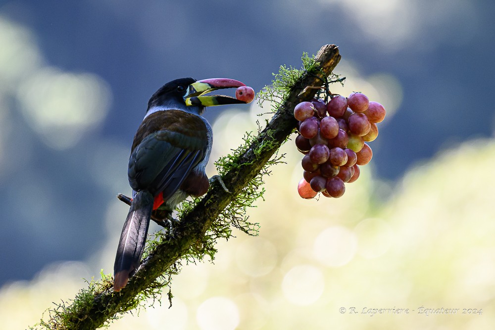 Gray-breasted Mountain-Toucan - ML614778111