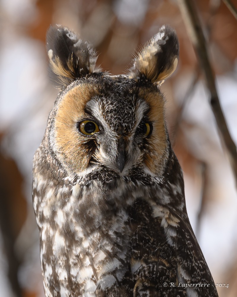 Long-eared Owl - ML614778391