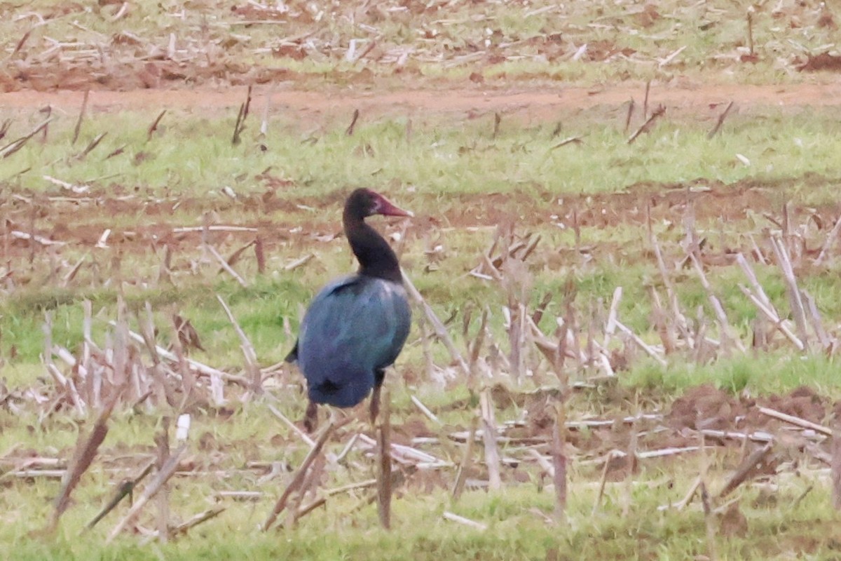 Spur-winged Goose (Southern) - ML614778401