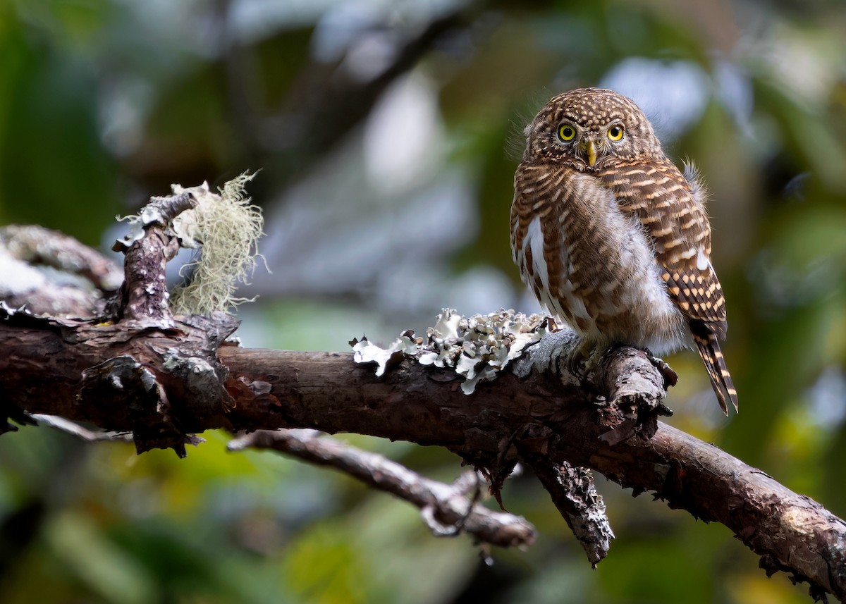 Collared Owlet - ML614778514