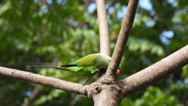 Long-tailed Parakeet - ML614778548