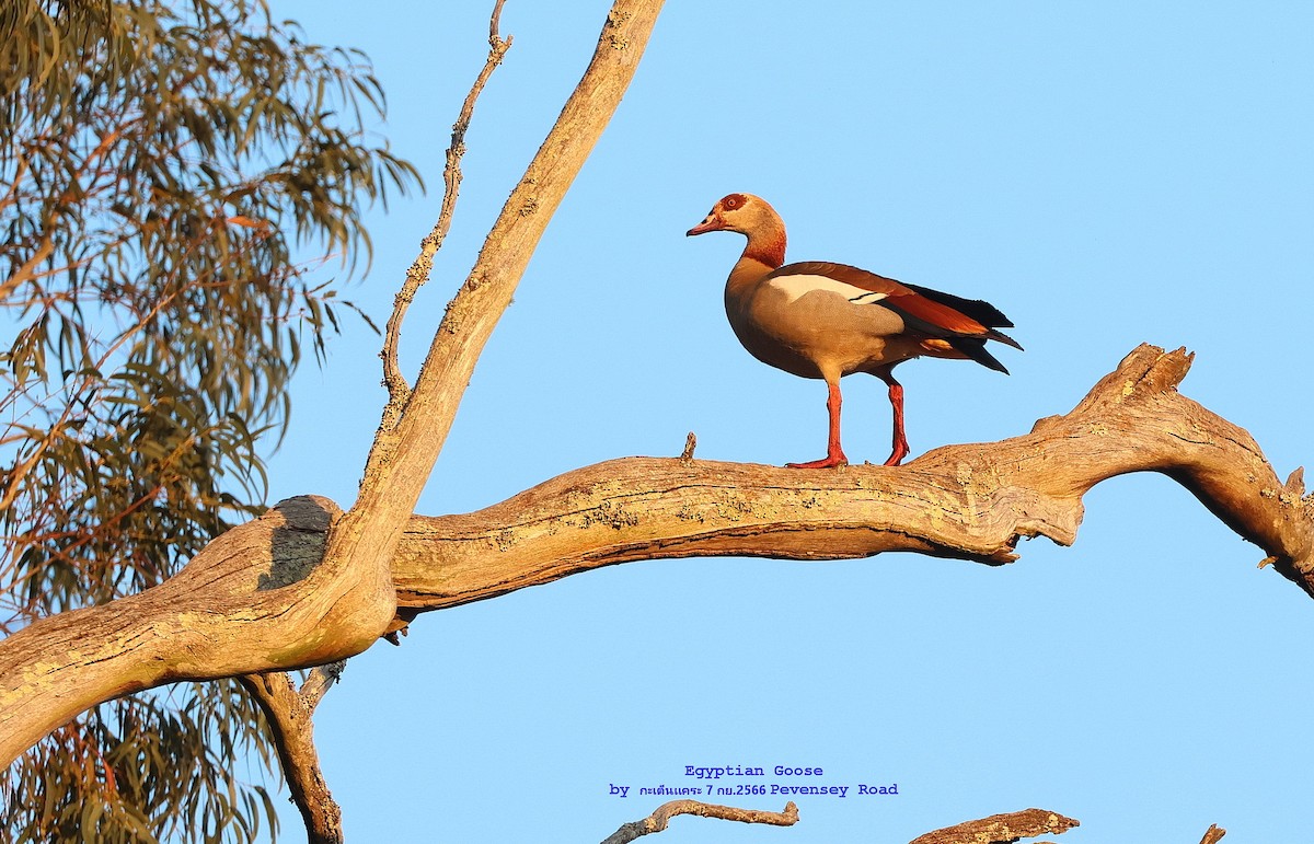 Egyptian Goose - Argrit Boonsanguan