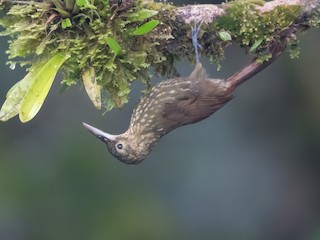  - Spotted Woodcreeper