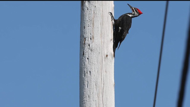 Pileated Woodpecker - ML614778897